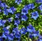 Closeup of blue bellflower campanula flowers in garden