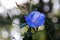 Closeup of a blue bindweed flower growing outside