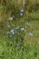 Closeup on a blue blossoming wild cichory , Cichorium intybus at the roadside