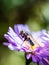 Closeup of a blue Blowfly on a New England Aster