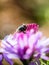 Closeup of a blue Blowfly posing on a New England