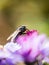 Closeup of a blue Blowfly waiting on a New England