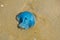 Closeup of a Blue Blubber Jellyfish, stranded in the sand of the Dutch coast