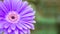 Closeup blue chrysanthemun flower on blurred garden view background with copy space