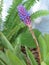 Closeup of a Blue Cone Bromeliad bloom