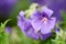 Closeup of blue cranesbill flowers with exposed stamen for pollination access in remote field, meadow or home garden