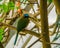 Closeup of a blue crowned motmot sitting on a tree branch, tropical bird specie from South america