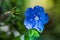 A closeup of Blue Daze flowers