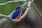Closeup Blue-eared Kingfisher and fish.