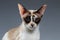 Closeup of Blue Eyed Oriental Shorthair looking at camera on white