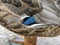 Closeup of blue feathers on young male mallard duck.