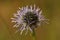 Closeup on the blue flower of the Sheep's bit wildflower, Jasione montana