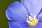 Closeup of a blue flower and stamen