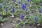 Closeup of blue flowers of Armenian grape hyacinths in April