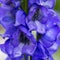 Closeup of the blue flowers of Carmichael`s Monkshood.