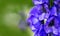 Closeup of the blue flowers of Carmichael`s Monkshood.