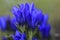 Closeup of Blue Gentian Flowers