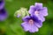 Closeup of Blue Geranium flowers growing in a backyard garden in summer. Violet flowering plants beginning to bloom and