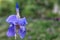Closeup of Blue German bearded iris in the morning