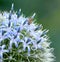 Closeup of blue globe thistle plant being pollinated by bees in a garden during summer. Botany growing on a green field