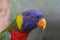 Closeup of Blue, Green, Red and Yellow Lorikeet.
