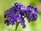 Closeup of blue Heliotrope flowers in a garden