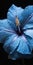 Closeup of blue hibiscus flower with deep droplets of plant sap