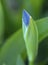 Closeup of a blue iris bud in East Windsor, Connecticut