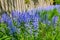 Closeup of blue kent bell flowers growing and flowering on green stems in private and secluded home garden. Textured