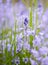 Closeup of blue kent bell flowers growing and flowering on green stems in a secluded home garden. Textured detail of