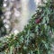 Closeup Blue leaves of evergreen coniferous tree Juniperus communis Horstmann after the rain. Extreme bokeh with light reflection