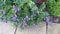 Closeup of blue, lilac buddleia flowering shrub