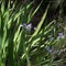 Closeup blue Louisiana iris flower and leaves growing in marsh water