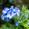 Closeup blue mandarin flowers