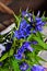 Closeup of blue mountain flower called Gentiana Asclepiadea Willow Gentian