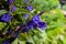Closeup of blue mountain flower called Gentiana Asclepiadea Willow Gentian
