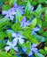 Closeup blue Periwinkle flowers in Spring