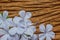 Closeup of Blue plumbago flowers on wooden background