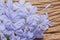 Closeup of Blue plumbago flowers on wooden background