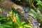 Closeup of blue Poison dart frogs in the aquarium