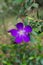 Closeup of blue Princess flower (Tibouchina semidecandra)