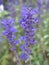 Closeup blue Sage of the diviners ,salvia divinorum plants and blurred nature leaves background ,nature background