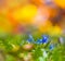 Closeup blue Scilla flowers in grass