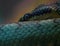 Closeup of a blue serpent with wide-open blue eyes on a blurry background