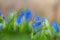Closeup blue spring bell flowers