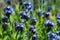 Closeup of blue star flowers blooming with among green foliage