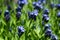 Closeup of blue star flowers blooming with among green foliage