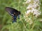 Closeup of a Blue Swallowtail butterfly with white flowers