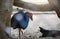 Closeup blue swinhoe`s female Pheasant Lophura swinhoii in The zoo