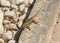 Closeup of a blue tailed skink lizardon stone